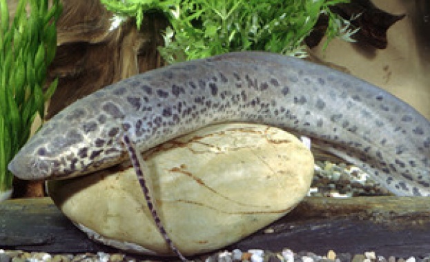 Първи рибите са се научили „да ходят” 