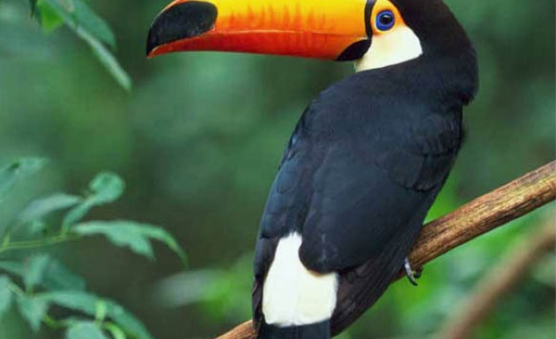 Задържаните тукани на "Капитан Андреево" са два различни вида