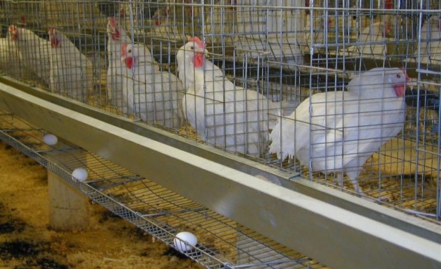 В Хонконг пак откриха  вирус на „птичи грип” 