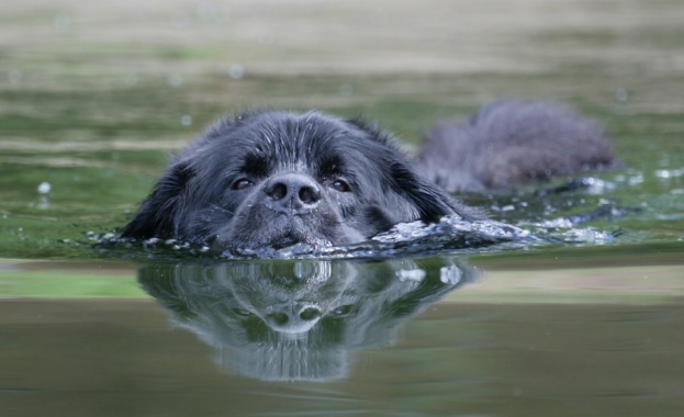  Кучета в Хелзинки вече тренират в собствен басейн 
