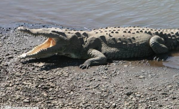 Крокодил отмъкна косачка