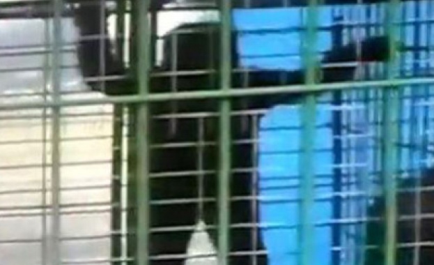 „Снежният човек” от Ингушетия се оказа уловка