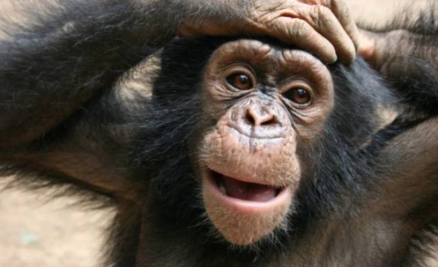 Японски учени, изследвайки поведението на женските маймуни бонобо установиха, че