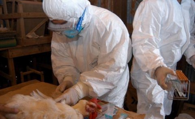 Вирусът на птичия грип който се разпространява сред дивите и