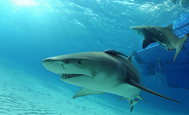 Австралийски сърфист разказа как е успял да доплува обратно до