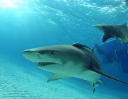 Големите бели акули са застрашени от изчезване в Средиземно море