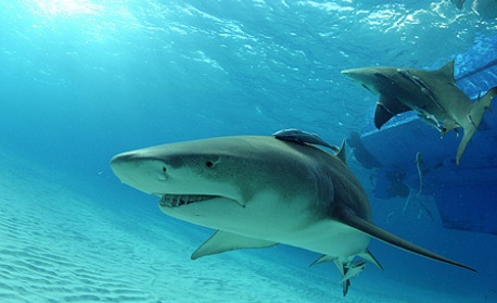 Големите бели акули са застрашени от изчезване в Средиземно море