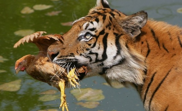 Десетки тигри и лъвове в плен са починали през последния