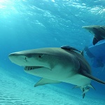 Сърфист оцеля по чудо след атака от голяма бяла акула