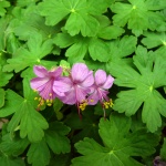 Полезни и вредни растения в дома