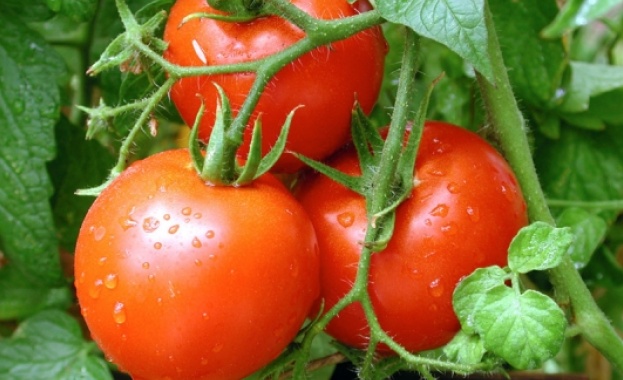 Всеки градинар иска богата реколта от домат Но не всеки