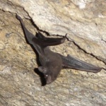 Как човек може да използва ехолокация?