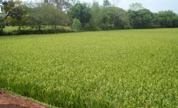 Удължиха срока за регистрация и пререгистрация на земеделски производители  