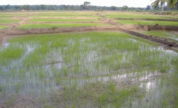 Около 20 от оризищата в страната са останали това лято