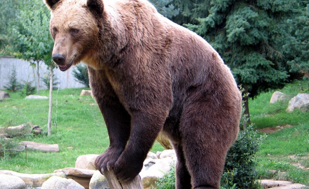 Баба и внуче оцеляха сами сред мечките в Родопите