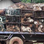Китайската нова година е опасно време за домашните кучета в Тайланд