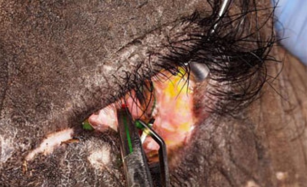 Сложиха контактна леща на слоница 