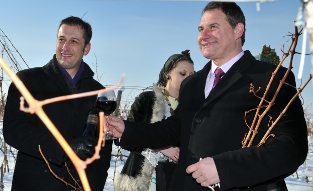 Първокачествено грозде зрее в земите на най-големият винпром у нас