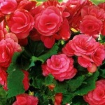 9 растения, които ще предпазят дома ви от негативна енергия 