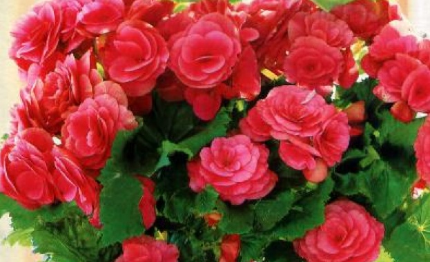 Не е чудно че при преподаването на Фън Шуй толкова