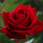 Във Виетнам ще се проведе Фестивал на българската роза