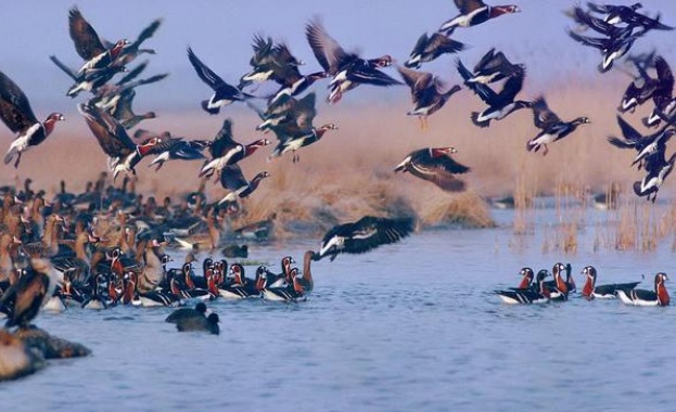Кубински биолози изучават мистерията на миграцията при птиците