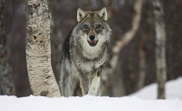 Заловиха избягалия вълк от хасковския зоопарк при среднощна акция.Животното отново
