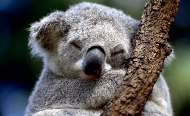 Официално: Коалите са застрашени от изчезване