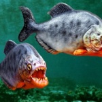 Пирани нападат туристи в Бенидорм