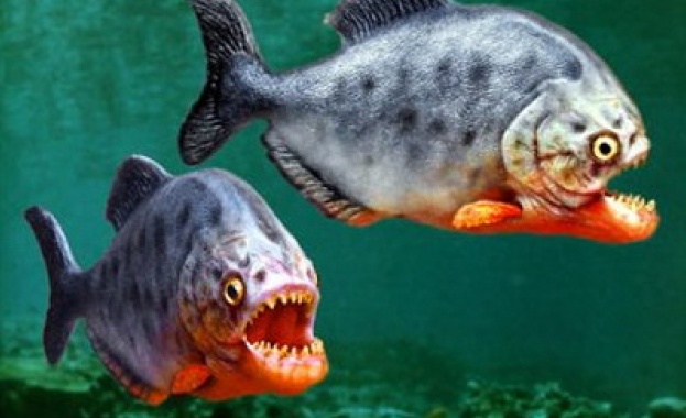 Туристите в испанския курорт Бенидорм провинция Аликанте все по често са