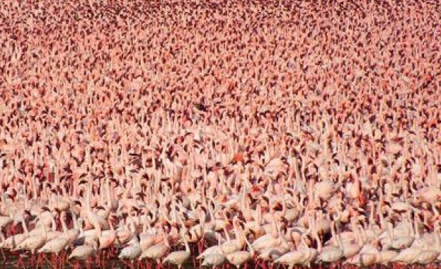 От няколко години цели колонии от розово фламинго избраха езерата