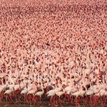 Бургас е дом на над 4500 розови фламинги