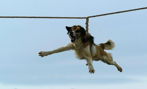 Полиция заварди Бродилово, хората готови да тричат кучета