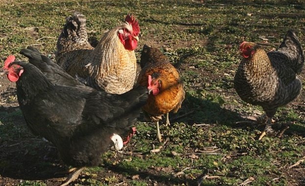 Съмнения за птичи грип по домашни кокошки в бургаско село 