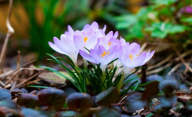 Утре ще е слънчево, живакът ще достигне 12 градуса