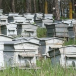 Отбелязваме Световния ден на пчелите