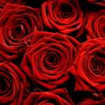 Рождениците днес