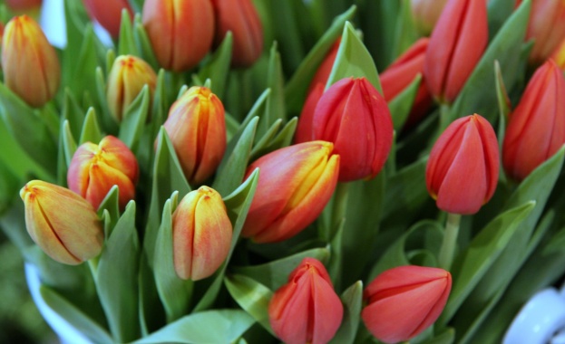 Рождениците днес