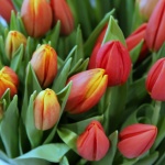 Рождениците днес 