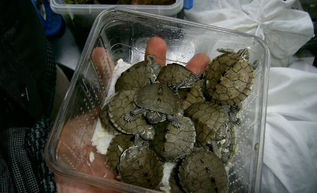 Конфискуваха костенурки от защитен вид на "Капитан Андреево"