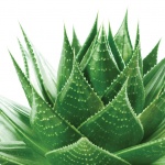 Чудодейно растение е ключ към перфектната кожа