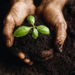 Как да използвате биохумуса за перфектната градина!