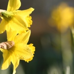 Рождениците днес 