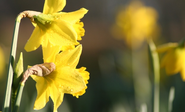 Рождениците днес 