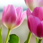 Предстоящи събития в страната за утре, 5 май