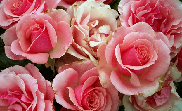 Рождениците днес