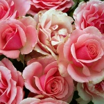 Рождениците днес