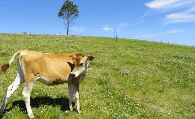 В Швейцария гласуват дали кравите да са с рога или без