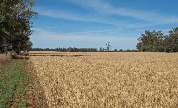 Русия е ожънала пшеница на стойност около 1 милиард долара