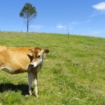 Кравите скоро може да станат най-големите бозайници на планетата